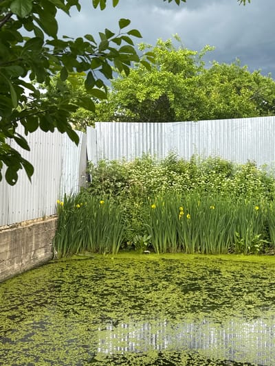 A pond covered with green algae is in the foreground. Tall green plants with yellow flowers grow along the edge of the pond, behind which is a corrugated metal fence. Trees are visible above the fence, and the sky is cloudy. The location is the city of Kommolovo, Russia.