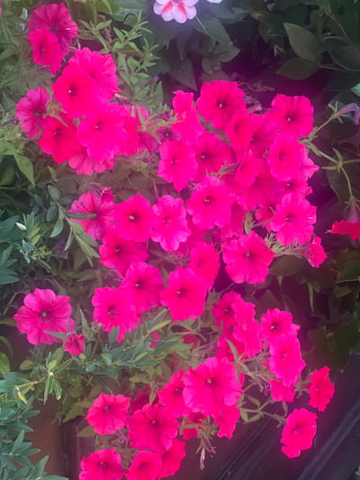 The image shows a close-up view of a dense cluster of vibrant pink petunias. The flowers are in various stages of bloom, with some fully open and others still partially closed. Their petals are ruffled and slightly translucent, showcasing a rich, saturated pink hue. Green foliage, consisting of small, oval-shaped leaves and slender stems, surrounds and supports the flowers. In the background, hints of other floral elements and darker, out-of-focus greenery can be observed, suggesting an outdoor garden or planting arrangement. There are no people visible in the image, and no specific urban landmarks or environmental indicators that would pinpoint the location to Iași, Romania. The scene is purely botanical.