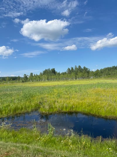 The image depicts a natural landscape with a body of dark water in the foreground, reflecting the sky and surrounding vegetation. The water is surrounded by lush green reeds and grasses, with some patches of yellowing vegetation indicating a marshy or wetland environment. In the middle ground, there is a field of tall grasses, transitioning to a dense line of trees in the background, consisting of both coniferous and deciduous species. The sky above is a vibrant blue, dotted with fluffy white clouds. The scene suggests a remote, undeveloped natural area. There are no people or man-made structures visible. The image was taken in Burdakovka, Russia.