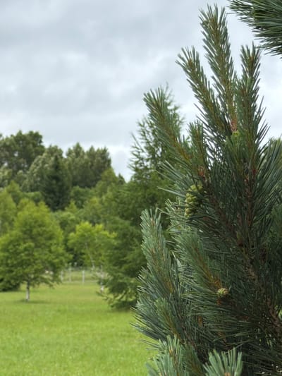 A close-up shot of a pine branch in focus is in the foreground, with a cone visible on the branch. In the background, a green field with scattered trees and a cloudy sky are visible. The image is an outdoor scene that appears to be in Akatovo, Russia.