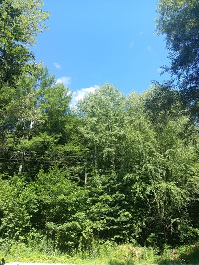 The image depicts a lush green forest with a clear blue sky. The trees are dense, with a variety of foliage and some lighter bark visible, possibly birch trees. There are some power lines strung between trees in the mid-ground. The foreground shows a grassy area with some shadows indicating the presence of a person or object just outside the frame. The scene suggests a natural, undeveloped area. The location is identified as Giaginskaya, Russia.