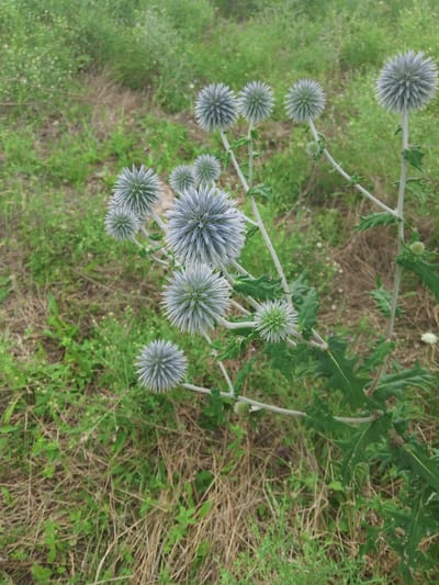 The image shows a cluster of globe thistle plants with spherical, spiky blue-grey flower heads. The plants have green, spiky leaves and thin, pale green stems. They are growing in a natural environment with dry grass and green vegetation. There are no people or animals visible in the image. The scene appears to be a field or meadow, possibly on the outskirts of Krasnostepnovskoe, Russia.