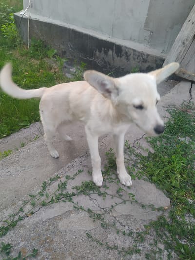 A young, white dog with alert ears is captured mid-motion, its body angled diagonally across the frame. The dog is positioned on a cracked concrete surface with patches of green grass and vines growing between the slabs. To the left of the dog, a grey concrete wall or structure is visible, and above that, a weathered wooden plank with visible nails. The lighting suggests it is daytime, and the overall scene appears to be an outdoor, possibly rural or suburban, environment in Vasylkiv, Ukraine. The dog's expression is attentive, with its head tilted as if observing something. The focus is primarily on the dog, with the background elements providing context to its surroundings. There is no visible text in the image.