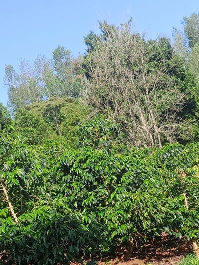 The image displays an outdoor agricultural scene in Karuri, Kenya, dominated by dense vegetation under a clear blue sky. The foreground is occupied by rows of vibrant green coffee bushes, each bearing numerous dark green leaves and small, nascent green coffee cherries. Patches of reddish-brown soil are visible beneath the coffee plants. In the mid-ground and background, a dense assortment of trees rises, including one tall, prominent deciduous tree with numerous light-colored, bare branches, indicative of a dormant state or specific tree type. This tree is flanked and surrounded by other trees with full, dark green foliage, forming a dense canopy. The upper left portion of the image shows a clear, bright blue sky. No individuals or man-made structures are discernible within the frame.