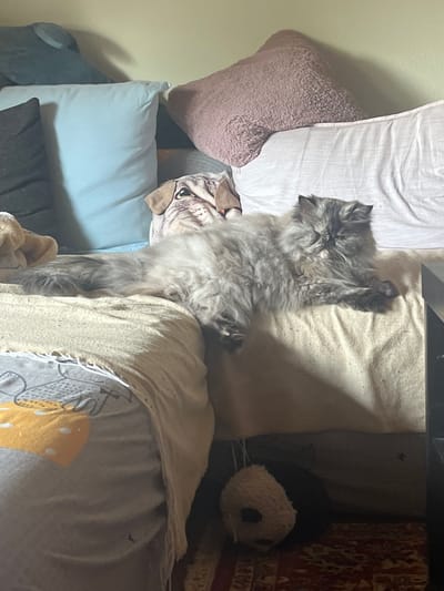 A long-haired grey cat is lying on a tan blanket, with its body stretched out across the surface. The cat's fur is fluffy and appears to be a mix of grey and white. Its face is turned slightly to the left, and it has large, expressive eyes. Behind the cat, there are several pillows of various colors and sizes, including a light blue pillow and a pink fluffy pillow. There is also a pillow with a dog's face printed on it, partially visible behind the cat's head. To the left of the cat, a portion of a blanket with a yellow and grey graphic pattern is visible. In the lower right corner, a dark object, possibly a piece of furniture, is visible. A small stuffed toy, resembling a panda, is lying on the floor beneath the cat. The environment appears to be indoors, possibly a living room or bedroom, with a wall in the background.
