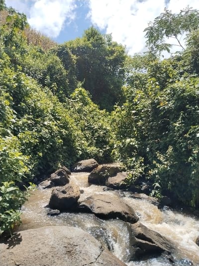 The image depicts a natural outdoor scene in Subukia ward, Kenya, focusing on a rocky stream flowing through dense, lush vegetation under a partially cloudy blue sky.
The central subject is a brownish, turbulent stream that originates from the upper left and flows towards the lower right. Numerous dark, irregularly shaped rocks of varying sizes are interspersed within the stream bed, causing the water to cascade and churn, creating white foamy patches and glints of sunlight. A large, flat, light-brown rock occupies the immediate foreground at the bottom left.
The stream is flanked on both sides by a steep, heavily vegetated hillside. The dominant vegetation consists of dense, bright green bushes, trees, and intertwining vines, forming a thick canopy that extends upwards and appears to narrow the visible sky. The foliage exhibits various shades of green, with some lighter green leaves indicating new growth or specific plant types. In the upper left background, behind the dense green foliage, drier, lighter brown vegetation (possibly harvested crops or dry grass) is visible on a higher slope.
The sky, visible in the upper portion of the image, is clear blue with scattered white cumulus clouds. Sunlight illuminates the scene, casting highlights on the water's surface and the vibrant green leaves. No people, animals, or man-made structures are present within the frame. The scene conveys a sense of wild, natural environment.