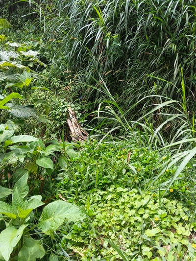 Lush, overgrown vegetation dominates the scene. Tall grasses with linear leaves fill the upper portion. Below, diverse foliage includes broad-leafed plants with visible veins and a dense ground cover of smaller, rounded leaves, punctuated by tiny yellow flowers. A cluster of bamboo stalks rests amidst the green. The image evokes a sense of untamed natural growth and dense plant life.