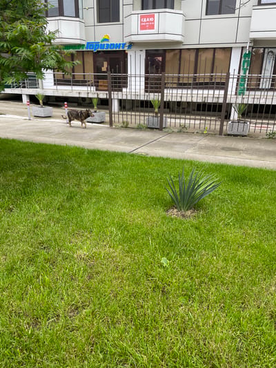 The image depicts a building in Olginka, Russia, with a lawn and sidewalk in the foreground. A dog is standing on the sidewalk in front of the building. The building appears to have commercial signage and some plants near the entrance. The lawn is green.