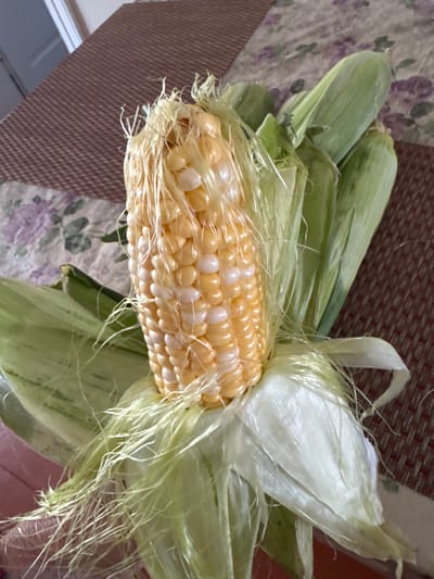 A close-up, overhead shot shows a single, freshly shucked ear of bicolor corn resting on a brown and white patterned tablecloth. The corn has rows of golden-yellow and white kernels, with a generous amount of light-yellow silk still attached. The husks, primarily green, are partially pulled back, revealing the vibrant kernels. The background of the image is softly focused, with the tablecloth extending to the edges. The lighting appears to be natural, casting a gentle glow on the corn. There is no indication of the location in Mamaivtsi, Ukraine.