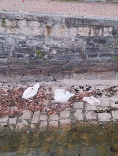 Four white swans are resting on a cobblestone path next to a stone wall. The swans are all facing different directions, and their heads are tucked into their bodies. One swan is partially obscured by another. The stone wall appears to be old and weathered, with some vegetation growing on it. The cobblestone path is covered in fallen leaves. The scene appears to be in a park or waterfront area, possibly in Muralto, Switzerland, given the presence of swans which are often found in such locations in that region.