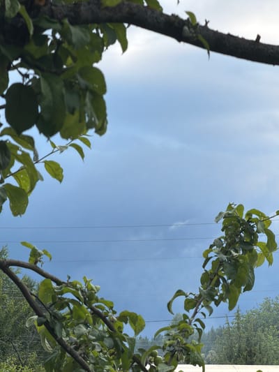 A low-angle shot frames a pale blue sky with scattered, thin clouds, intersected by two thin, dark horizontal power lines. In the foreground, branches of a leafy tree, laden with small green fruit, extend from the top and right sides of the frame, their leaves a vibrant green. Below these, another branch with similar foliage emerges from the left, creating a natural, organic border. The background shows a dense line of green trees. The overall scene suggests an outdoor, likely rural or suburban environment, possibly in or around Petukhi, Russia, given the presence of power lines and deciduous trees. No people or animals are visible.