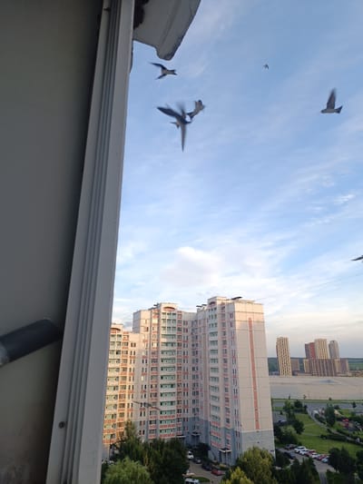 The image captures a view from a window overlooking a residential area in Zelenograd, Russia. Several birds are in mid-flight against a partly cloudy blue sky. In the foreground, a portion of a building's exterior frame is visible on the left. In the mid-ground, a tall, multi-story apartment building with a pale facade and accents of pink and light green dominates the scene. Further in the background, other apartment buildings and construction sites are visible, suggesting a developing urban landscape. Trees and parked cars are scattered throughout the grounds of the residential complex. The lighting suggests it is late afternoon or early evening, with the sun casting a warm glow on the buildings. The overall impression is one of a typical day in a modern residential district. No people or text are clearly identifiable.