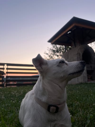 A white dog with a tan collar sits in a grassy yard at dusk. The dog's head is turned to the right, looking upwards. In the background, a wooden fence separates the yard from a street with houses. Further back, a stone oven structure with a roof is visible. The sky above is a soft gradient of purple and orange, indicating sunset. The scene appears to be in Vladaya, Bulgaria, judging by the presence of traditional Bulgarian architecture in the background.