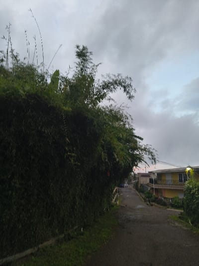 A vertical outdoor shot reveals a slightly overcast sky with glimpses of light blue. Dense greenery dominates the foreground, possibly a thick hedge or unkempt vegetation. To the right, a wet road leads towards a building with multiple stories and yellowish facade. The overall scene suggests a residential area during or after a light rain, with the focus on the natural elements and a glimpse of habitation.