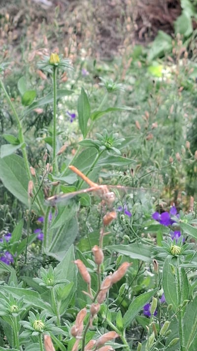 A dragonfly is perched on a plant stem amidst a garden setting. The dragonfly is predominantly orange and appears to be in a resting or surveying position. The surrounding environment is lush and green, with various plants, including some with purple flowers and others with seed pods. The focus of the image is the dragonfly and its immediate floral surroundings, with a blurred background suggesting a natural outdoor space.
