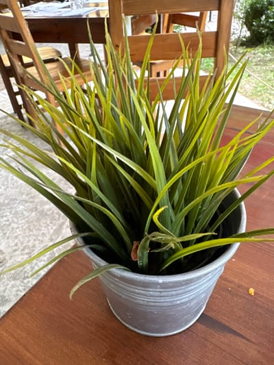 The image shows a close-up of a potted plant with long, green and yellow blades, likely artificial grass, in a galvanized metal bucket. The pot sits on a wooden table. In the background, out of focus, are wooden chairs and another table, suggesting an outdoor seating area, possibly at a restaurant or cafe. The ground appears to be concrete and gravel. The scene is well-lit, with shadows cast by the pot and plant. The image was taken in Parvenets, Bulgaria.