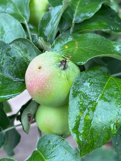 The image displays a close-up view of unripe apples on a tree, set against a backdrop of lush green leaves. The apples are predominantly green, with some areas exhibiting a blush of pink, suggesting they are in the early stages of development. Water droplets are visible on the surface of both the apples and the leaves, indicating recent rain or dew.

The leaves are large and vibrant green, with visible veins and some minor imperfections, such as small brown spots. The texture of the leaves appears somewhat glossy due to the moisture. The overall scene is one of natural growth and the freshness of produce after a period of rain.

The lighting suggests it might be daytime, possibly overcast given the diffused light and the presence of water droplets, which would be more likely in the morning or after rain. There are no people present, and the activity is simply the passive growth of the fruit on the tree. The setting appears to be an orchard or garden, likely in a rural or semi-rural environment.

The location context provided is Niva, Russia. There is no visible text in the image. The focus is on the natural elements, highlighting the texture, color, and moisture on the apples and leaves.