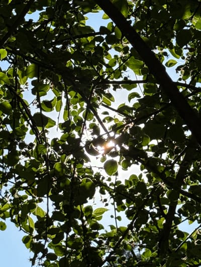 This image depicts a close-up view of dense green foliage and dark tree branches against a bright blue sky. The sun is visible, partially obscured by leaves and branches, creating a lens flare effect in the center of the image. The scene is likely an outdoor environment in Ovsyanka, Russia, as suggested. The focus is on the natural elements, with no people or man-made objects clearly identifiable. The lighting suggests it is daytime.