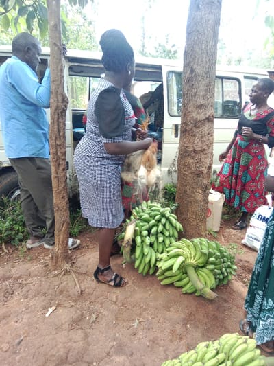 The image depicts a scene in Kiminini, Kenya, specifically at the coordinates 0.922 latitude and 34.919 longitude. A woman in a black and white patterned dress holds a live chicken, with its wings spread, in front of her. Another woman, wearing a red and white patterned dress, stands nearby, observing the scene. A man, wearing a blue shirt and brown pants, is standing behind the woman holding the chicken. There is a white van in the background, and several bunches of green bananas are visible on the ground.  The ground is dry and dusty, and the environment is rural.  The scene appears to be a marketplace or an outdoor setting where people are buying and selling goods, as evidenced by the bananas, and possibly the chicken.