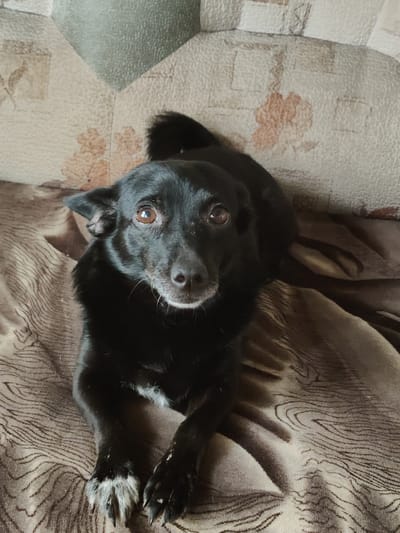 The image shows a black dog lying on a brown blanket with a patterned design. The dog is looking up at the camera with its front paws crossed. The background appears to be a couch with a patterned fabric. There are no people visible in the image, and no specific location in Shaklei, Russia, is identifiable. The scene is a domestic setting.