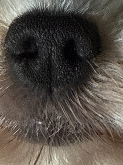 The image is a close-up, macro photograph of a dark, textured nose, likely belonging to an animal, possibly a dog. The nose is wet and appears to be covered in very fine pores. Surrounding the nose is soft, gray and white fur, which is out of focus and appears to be long and somewhat shaggy. The lighting is natural and comes from the top, creating shadows that highlight the texture of the nose and fur. There are no discernible environmental details such as buildings, landscapes, or weather conditions visible in the frame. The image is entirely focused on the animal's nose and surrounding fur. There is no information provided in the image or its context to suggest any connection to the city of Липицы, Russia.