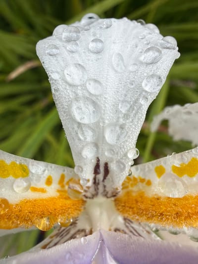 A close-up image displays the central structure of a wet flower. The prominent upper petal section is white, exhibiting a finely granular texture covered by numerous clear, spherical and ovoid water droplets of varying sizes. One droplet on the upper white petal contains a small, dark, hair-like fiber. Below the white section, the petal transitions into broad, bright yellow-orange areas with a visibly textured, slightly fuzzy surface, also laden with water droplets. Dark brown-purple vertical streaks are present in the innermost recess of the flower. The bottom portion of the flower visible is a light purple. The background consists of out-of-focus green foliage. This scene is located in Rancho Palos Verdes, United States of America.