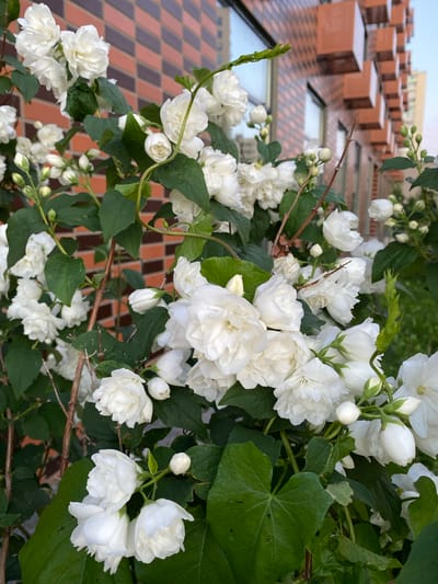 A close-up shot of a blooming white jasmine bush in front of a modern brick building. The jasmine flowers are predominantly double-petaled and clustered together on thin, woody stems amidst dark green leaves. Some buds are also visible. The building's facade is characterized by a pattern of reddish-brown bricks arranged in a geometric, textured manner, with rectangular protrusions. Sunlight casts soft shadows. The overall environment suggests an urban setting, possibly a garden or courtyard area within the city of Kanisty, Russia, given the architectural style. There are no people or animals present.