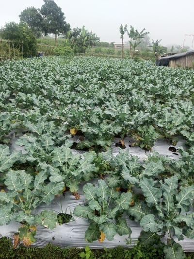 A wide-angle, slightly elevated view captures an agricultural field in Joshi Vihir, India, beneath a uniformly overcast sky. The immediate foreground and midground feature numerous rows of green plants, consistent with a brassica crop, cultivated through perforations in light-colored plastic mulch covering the soil. The plants display broad green leaves, many with visible water droplets, and some lower foliage exhibits yellowing or browning. Beyond the field, the terrain ascends gradually, populated by various trees including a dense cluster on the left and several banana trees toward the center-right. A small, light-colored building with a dark roof is partially visible in the distant background, along with a rustic wooden structure topped by a dark tarp on the far right. The pale gray sky suggests overcast conditions or atmospheric haze, reducing visibility of distant features. No human or animal subjects are present, nor are any specific actions or interactions depicted.