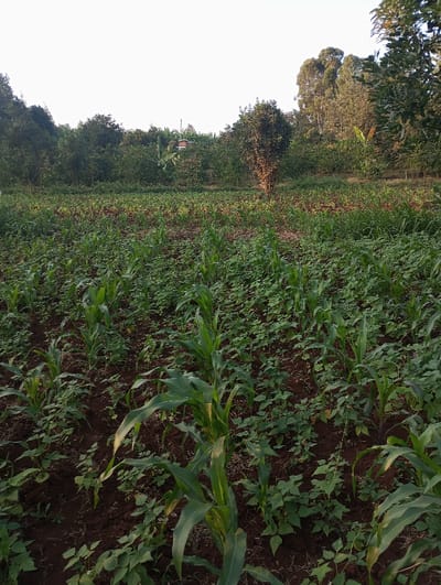 The image captures a vibrant agricultural landscape in Mururi, Kenya, under the soft light of either early morning or late afternoon. The scene is dominated by a field of young crops, meticulously planted in rich, dark brown soil.

In the foreground and midground, rows of healthy young maize (corn) plants stand out, characterized by their tall, broad green leaves. Interspersed among the maize are numerous smaller, leafy green plants, which appear to be a type of bean or another ground cover crop, suggesting a common intercropping practice. The plants show no signs of distress, indicating healthy growth.

The background features a dense treeline composed of various types of trees. These include several bushy, possibly fruit-bearing trees, and taller trees with more slender trunks and a lighter green canopy, typical of the region. A prominent banana plant with large leaves is visible towards the center-left of the background, further emphasizing the tropical or subtropical setting. A faint outline of what might be a small structure or building can be glimpsed through the trees in the far background.

There are no people or discernible activities taking place, but the cultivated field strongly implies ongoing farming. The clear, bright sky suggests fair weather. The overall impression is one of natural beauty, agricultural productivity, and tranquility. No visible text is present in the image.
