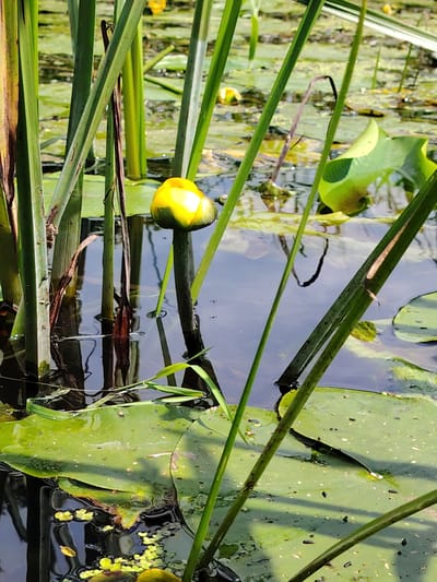 This image depicts a close-up view of a pond or wetland environment within the Мётчанскі сельскі Савет, Belarus. The foreground is dominated by tall, green reeds or grasses that rise vertically from the water. In the center of the frame, a partially closed yellow water lily bud is prominently displayed, supported by a dark stem submerged in the water. The water itself is dark and reflective, with the sky and surrounding vegetation visible in its surface. Scattered across the water are green lily pads, some partially submerged. Smaller, lighter green aquatic plants, possibly duckweed, are also present on the water's surface, particularly in the lower left portion of the image. The overall impression is one of a natural, aquatic ecosystem. There are no people or animals visible in this specific frame.