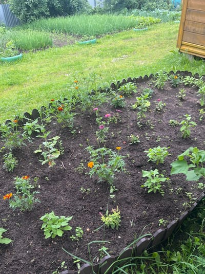 The image depicts a garden bed filled with various plants, including what appear to be marigolds and zinnias with orange, pink, and red blooms. The garden bed is bordered by a dark, scalloped wooden fence. In the background, rows of green onions are visible in raised beds, likely in the city of Borodulino, Russia. A portion of a wooden structure, possibly a shed or outbuilding, is visible on the right side of the frame. The scene is one of a cultivated garden, likely a private residential property, under natural daylight. There are no people visible in the image.