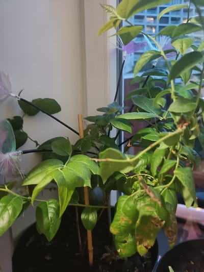 The image shows a potted plant with green leaves and a wooden stake, positioned near a window. The plant has some brown, damaged leaves on the lower right side. In the background, through the window, a building with multiple floors and illuminated windows is visible, suggesting an urban environment. The lighting and reflections indicate it is likely daytime or evening. There are no people or animals present in the image. There are two decorative fairy lights attached to the plant's stems. The overall scene is indoors, near a window overlooking a city.