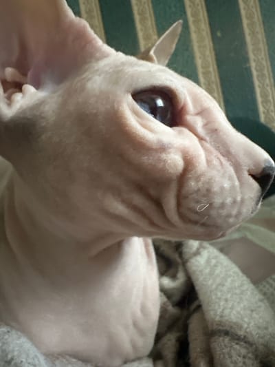The image is a close-up, side-view photograph of a light-colored Sphynx cat. The cat's wrinkled skin, large eye, and prominent ears are visible. It appears to be resting on a textured, light-colored blanket, with a blurred background of green and cream striped wallpaper. The lighting is soft, with highlights on the cat's skin and eye. No specific location in Togliatti, Russia, can be determined from this image.
