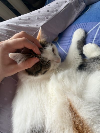 A person's hand gently strokes the head of a domestic cat, which is lying on its back on a bed. The cat has white fur with patches of brown and black. The bed is covered with blue and white patterned sheets and a textured lilac pillow. The scene appears to be indoors, in a residential setting, possibly in a bedroom. There is no indication of the location being in the city of Колычёво, Russia, as this detail is not present in the visual information.