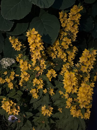 The image shows a close-up view of a dense cluster of yellow flowers, identified as Lysimachia punctata (Dotted Loosestrife), in bloom. The flowers are star-shaped with five petals and grow in tall, upright spikes. They are surrounded by dark green leaves and some smaller white flowers, possibly Hydrangea, are visible in the upper left portion of the image. A single white daisy with a dark center is also present near the bottom left. The lighting suggests it is either dusk or the image was taken in a shaded area, casting a slightly muted tone over the scene. The background is dark and out of focus, emphasizing the vibrance of the yellow flowers. This scene is likely from a garden in Vitsebsk, Belarus, given the context provided. No people or specific actions are depicted.
