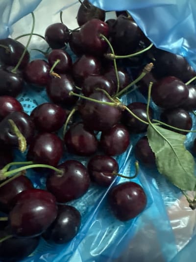 This media file displays a close-up, overhead view of a pile of dark red cherries, some with stems and one with a visible leaf. The cherries are contained within a translucent blue plastic bag, which is partially crumpled and reflects light. The background is primarily the blue plastic, with some white and lighter blue elements suggesting a surface or the inside of the bag. The lighting is somewhat diffused, creating highlights on the smooth, round surfaces of the cherries. There are no people visible in the image. The scene appears to be domestic, possibly a kitchen or grocery setting, given the plastic bag and the fruit. The cherries themselves are the main subject, presented in a slightly disorganized, natural pile. No text is visible. The image is a still photograph, and no specific activity or event is taking place beyond the presentation of the fruit. The overall impression is one of freshness and natural produce. The context suggests the cherries are likely intended for consumption.