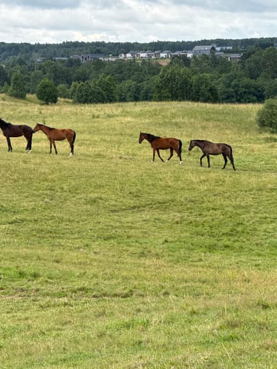 Four horses are standing in a grassy field. The horses are of various colors including brown and dark brown. In the background, there is a line of trees, and beyond the trees, there are several houses with gray roofs. The sky is overcast. This scene is located in Bendoriai, Lithuania.
