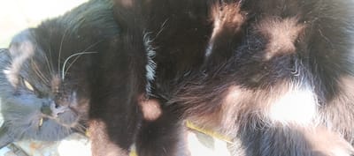 The image shows a close-up of a black cat lying on its back, exposing its belly. The cat's eyes are partially closed, and its mouth is slightly open, revealing its teeth. Sunlight is casting shadows and highlights on its fur, creating a dappled effect. Some white hairs are visible on the black fur, particularly on the belly. The background is blurred and appears to be outdoors, with hints of green foliage and possibly a wooden surface beneath the cat. The overall impression is one of a relaxed cat enjoying the sun. The image was taken in the village of Merchalovo, SNT, Russia.
