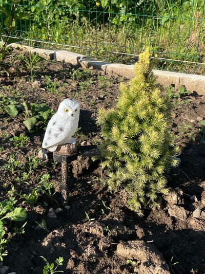 This media file shows a close-up, ground-level view of a small conifer tree and a decorative owl statue in a garden setting. The conifer tree is a dwarf variety, characterized by its dense, needle-like foliage, which displays a mix of green and yellow hues, suggesting it may be a cultivar like a 'Golden Conifer' or a young tree experiencing some sun stress. It is planted in dark, rich soil, with visible rocks and smaller plants surrounding it.
The decorative owl statue is white and appears to be made of plastic or resin, designed to resemble a snowy owl with yellow eyes and black markings. It is mounted on a black metal stake, which also holds a small solar panel, indicating it might be a solar-powered garden light or ornament. The statue is positioned near the base of the conifer tree.
The background reveals a green mesh fence, suggesting the garden is bordered by a yard or an adjacent area. The ground is uneven, with patches of soil, small stones, and some green vegetation sprouting through. The lighting indicates it is daytime, with strong sunlight casting shadows, suggesting a clear or partly cloudy day. The overall scene is one of a domestic garden, possibly a backyard, in Izborsk, Russia. No people are visible in the frame. The focus is on the plant and the garden ornament.