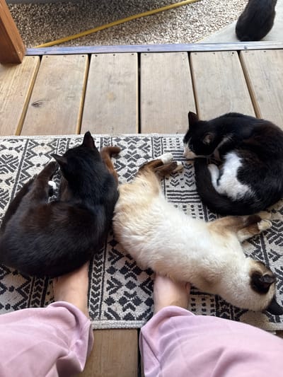 The image shows three cats napping on a rug placed on a wooden deck. One black cat is curled on its side, its tail extended. Another cat, predominantly black with white markings on its chest and face, is curled in a tight ball. The third cat is a Siamese with cream-colored fur and dark brown points on its ears and face, lying on its back with its paws extended. In the foreground, a person's bare feet wearing pink pajama pants are visible, with the cats positioned around them. The wooden deck appears to be outdoors, possibly on a patio or porch. The background shows gravel and part of a wooden structure. There is no information provided that would allow for identification of the location within the city of Добровское сельское поселение, Ukraine.