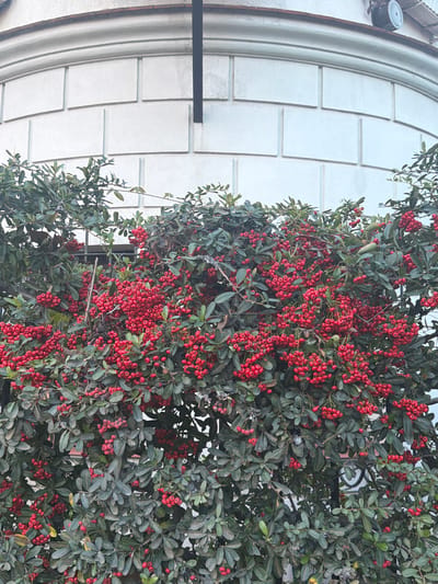 A dense cotoneaster plant with abundant red berries climbs the white, arched facade of a building in La Lucila, Argentina. A black horizontal bar is affixed to the building, obscured partially by the plant. The architecture features a grid pattern on the arched surface.