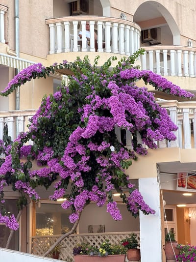 A man sits on a balcony in Ulcinj, Montenegro, overlooking a street lined with buildings adorned with flowering bougainvillea. The man, wearing a white shirt, is seated on a white chair, and he appears to be looking down at the street below. The bougainvillea, with its vibrant purple flowers, cascades down the sides of the buildings, creating a beautiful contrast with the pale yellow walls. The street itself is visible in the background, with more buildings and some potted plants lining the sidewalk. The overall scene depicts a charming and picturesque street in a Mediterranean town.