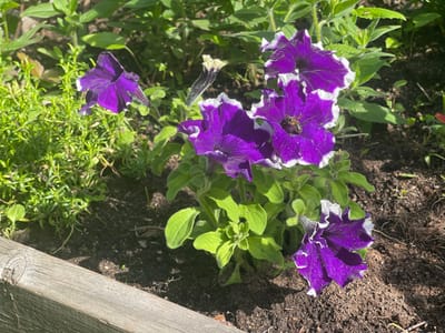 The image depicts a close-up view of several vibrant purple petunias with white-edged petals growing in dark soil. A small bee is visible on one of the open flowers. The petunias are surrounded by lush green foliage and some dappled sunlight falls on the scene, indicating it is outdoors during the day. A weathered wooden border is in the foreground. The scene is located in a garden in Vantaa, Finland.
