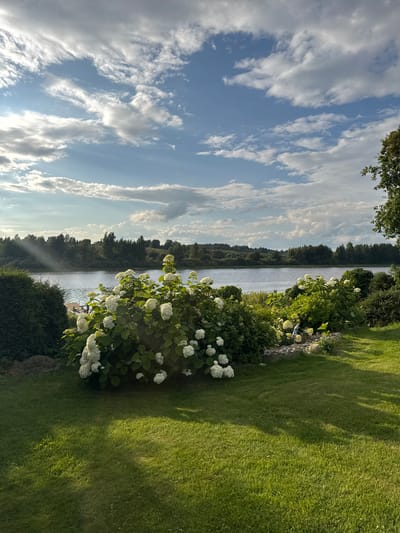 The image depicts a serene natural landscape with a focus on a waterfront scene. In the foreground, a well-maintained lawn transitions to a cluster of vibrant white hydrangeas. Behind the flowers, a tranquil body of water, likely a river or lake, stretches across the midground. The water's surface reflects the sky, which is adorned with a dramatic arrangement of white and grey clouds against a bright blue backdrop. Sunlight streams through gaps in the clouds, casting distinct rays onto the scene.
The background features a dense line of trees forming a natural horizon. A small wooden dock is visible on the left side of the water, with two figures standing on it, possibly engaged in fishing or preparing a boat. To the far right, the branches of a large tree extend into the frame. The overall setting suggests a rural or suburban environment, possibly a private residence or a park area. The presence of the hydrangeas and the lush green lawn indicates a well-tended garden. The lighting suggests it is daytime, possibly late afternoon or early morning, given the angle of the sunbeams. The location is described as being in the city of Sitno, Russia.