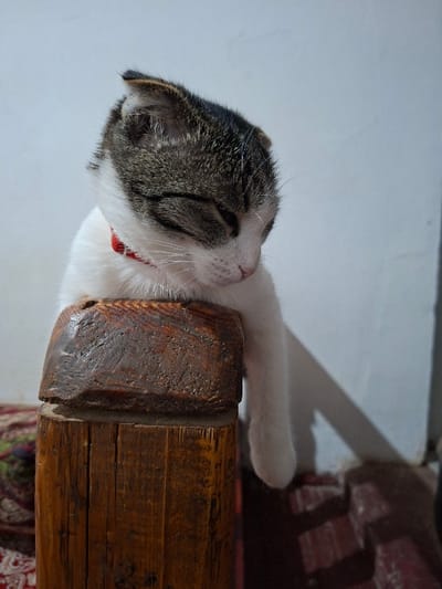 The image captures a domestic cat resting or sleeping on a wooden surface. The cat, oriented horizontally with its head towards the right side of the frame, is primarily white with prominent grey and dark brown tabby markings on its head, back, and tail (though the tail is not visible). Its eyes are closed, indicating it is asleep or deeply relaxed. A thin red collar is visible around its neck.
The cat's head is resting gently, and its ears appear slightly folded or flattened against its head, giving it a calm and peaceful expression. One of its front paws, white and stretched out, is visible near the edge of the wooden surface.
The surface the cat is resting on is a robust piece of wood, possibly a beam or the armrest of a piece of furniture. It has a dark, rich brown color with visible wood grain, texture, and some signs of age or wear. The wood appears solid and somewhat rustic.
In the background, behind the cat's head, there is a plain, light-colored wall, likely white or off-white, which provides a clean contrast to the cat's fur. To the right and below the wooden surface, a darker, patterned fabric is visible, appearing to be a cushion, blanket, or rug with reddish and maroon hues and intricate designs.
The lighting in the image is bright and appears to come from the top or front, casting soft shadows and highlighting the cat's fur and the texture of the wood. The overall mood is serene and peaceful, depicting a moment of quiet rest. There is no visible text in the image.