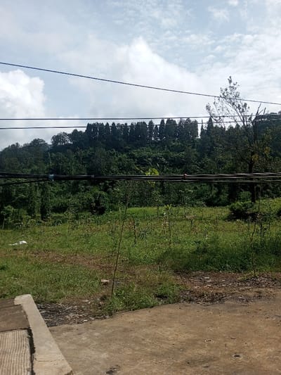 A verdant hillside is densely covered with trees, including a line of evergreens at the crest. Below, a field shows signs of new growth, interspersed with grasses and small plants. Overhead, electrical wires stretch across the sky, which is partly cloudy. The foreground features a concrete surface with adjacent steps, suggesting a road or pathway.