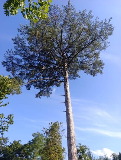 In the city of Guéreins, France, this image captures a tall, mature pine tree reaching towards a clear blue sky. The pine tree stands prominently in the foreground, its textured bark and numerous branches adorned with green needles, extending upwards to form a full canopy. Surrounding the pine, other trees with leafy green foliage are visible, mostly at the bottom of the frame, adding to the natural landscape. The sky is bright and clear, with a few wispy white clouds scattered across it, suggesting a pleasant day. The perspective is from below, looking up at the trees, emphasizing their height and the expanse of the sky. The scene is devoid of any human presence or man-made structures, presenting a purely natural outdoor environment.