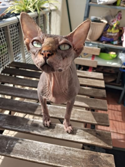 A Sphynx cat is lying on a wooden slatted bench, looking directly at the camera. The cat is hairless and has large, pointed ears, green eyes, and wrinkled skin. The wooden bench has a weathered appearance. In the background, there is a metal shelf unit holding miscellaneous items, including what appears to be a bag of potting soil. Outside, there is a view of a metal lattice structure, and a plant can be seen in the lower left. The location could be Figueira da Foz, Portugal.