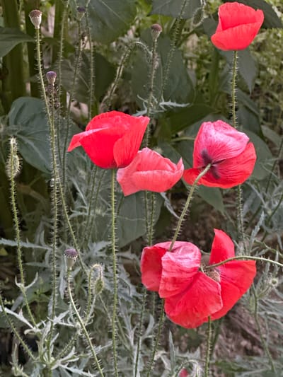 The image shows a close-up view of several red poppy flowers and their developing seed pods against a background of green foliage and some pale, feathery leaves. The poppies are in various stages of bloom, with some fully open and others partially closed or still in bud. The stems of the poppies are thin and covered in fine white hairs, which are visible along the entire length of the stems and tendrils.
The scene is likely outdoors, given the natural elements. The lighting suggests it could be daytime, possibly with overcast skies or dappled sunlight, as there are no strong shadows. The vibrant red of the poppy petals stands out against the muted greens and grays of the surrounding vegetation. Several unopened seed pods, some appearing purplish-brown and others lighter brown, are visible along the stems, indicating the life cycle of the plants.
The focus is on the delicate beauty and texture of the poppies and their stems. The detail on the hairy stems and the intricate structure of the seed pods are prominent. There is no text visible in the image. The setting is implied to be a natural environment, possibly a garden or a wild area.