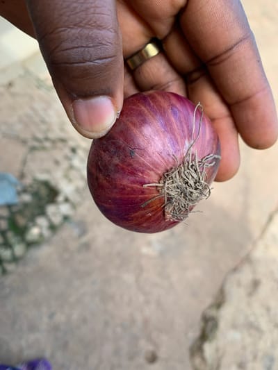The image shows a close-up of a person's hand holding a red onion. The hand is dark-skinned and has a gold ring on the ring finger. The onion is round with a purplish-red skin and has dry, stringy roots at the top. The background is out of focus and appears to be a rough, textured surface, possibly ground or concrete, with some patches of lighter color and greenery.

The lighting suggests it is daytime, but the exact time or weather conditions are not discernible. The image is taken from a slightly elevated angle, looking down at the onion and hand. There is no visible text in the image. The setting appears to be an outdoor environment, consistent with the provided location context of Zawan, Nigeria. The overall impression is a simple, everyday scene focusing on the texture and color of the onion and the details of the hand.